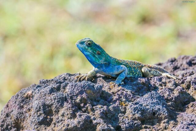 Blue Headed Agama